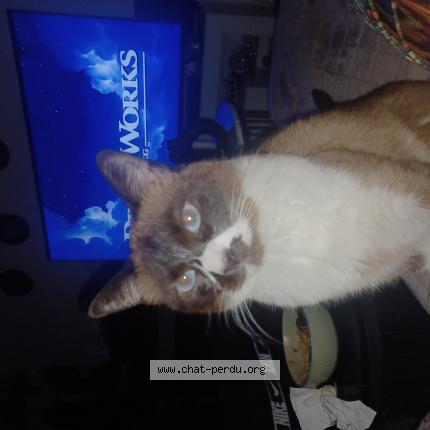 Photo 1/1 Cat reunited Lost in Ternay