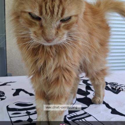 Photo 1/1 Luffy Chat lost in Auxonne