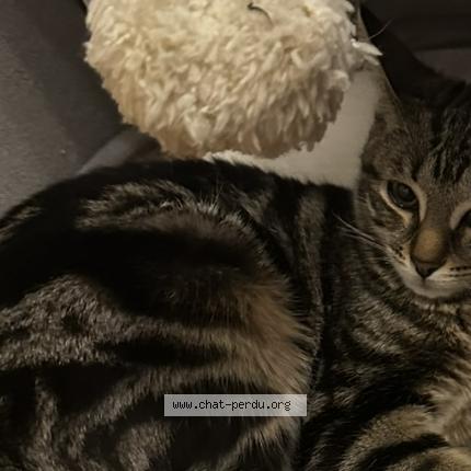 Photo 1/1 Maya Chat lost in Laxou