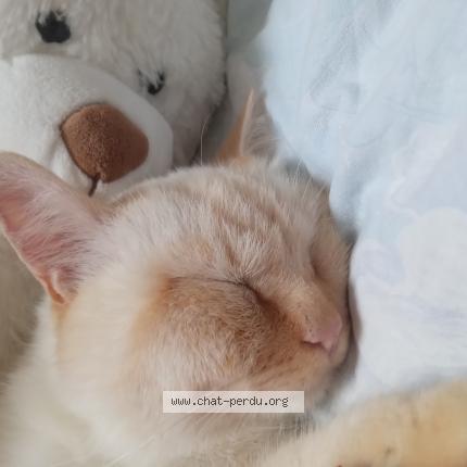 Photo 1/1 Coton Chat lost in Saint aubin d aubigne