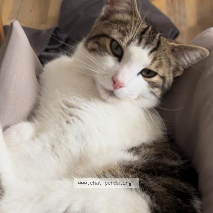 Photo 1/1 Uno Chat lost in Ranville