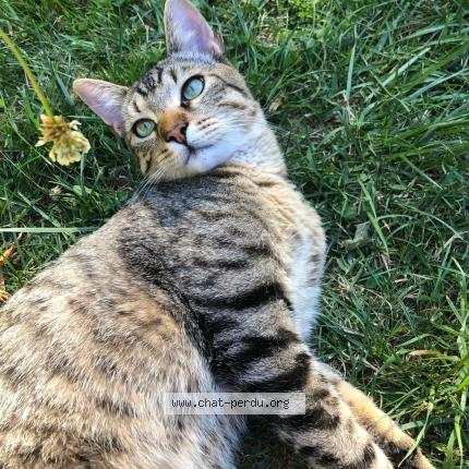 Photo 1/1 Petitou - Sinatra Chat lost in Frontignan saves