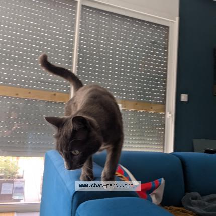 Photo 1/1 Angus Chat lost in Plaisance du touch