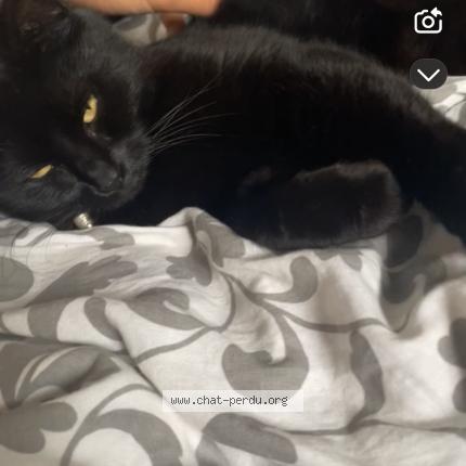 Photo 1/1 Choupette OLIER Chat lost in La plaine sur mer