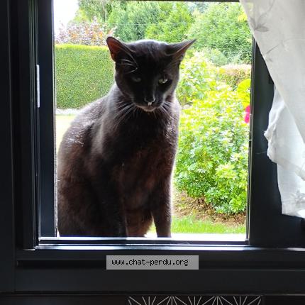 Photo 1/1 Boubou Chat lost in Honguemare guenouville