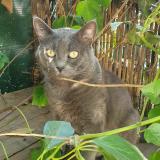 Picture of cat lost at Gardanne