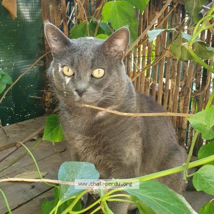 Photo 1/1 Mistigri Chat lost in Gardanne