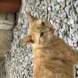 Picture of cat found at Pezenas
