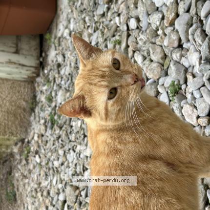 Photo 1/1 Found cat Found in Pezenas
