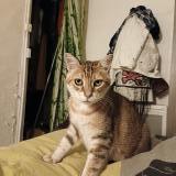 Picture of cat found at Seilhac