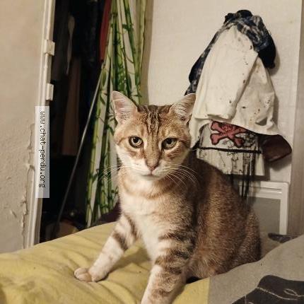 Photo 1/1 Found cat Found in Seilhac