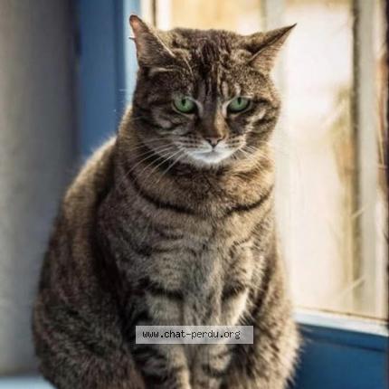 Photo 1/1 Nina Chat lost in Forbach