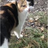 Picture of cat found at Saint Gregoire