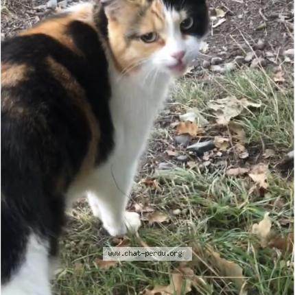 Photo 1/1 Found cat Found in Saint gregoire