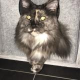 Picture of cat lost at Port D Atelier