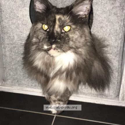 Photo 1/1 Maggy Chat lost in Port d atelier