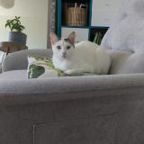 Picture of cat lost at Montpellier