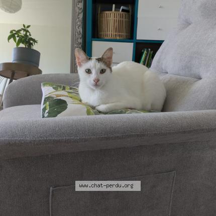 Photo 1/1 SKYJO Chat lost in Montpellier