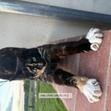 Photo 1/1 Utopie Chat lost in Savigny sur seille