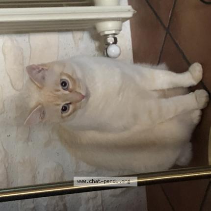 Photo 1/1 Azur Chat lost in Salignac sur charente