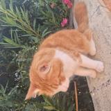 Picture of cat lost at La Cabanasse