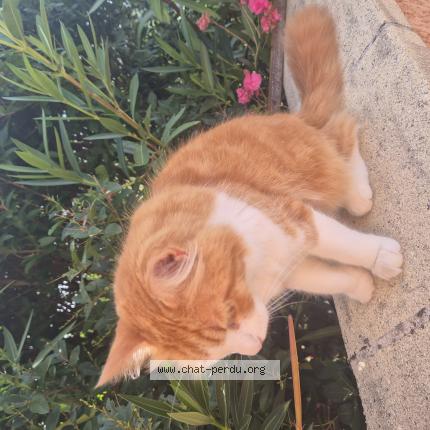 Photo 1/2 Pipo Chat lost in La cabanasse