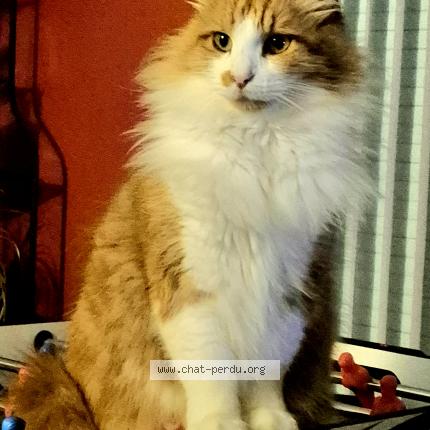 Photo 2/2 Pipo Chat lost in La cabanasse