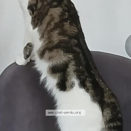 Photo 2/3 FRIPOUILLE Chat lost in Saint valery sur somme