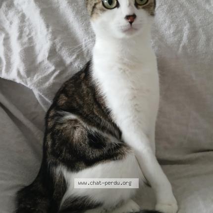 Photo 3/3 FRIPOUILLE Chat lost in Saint valery sur somme