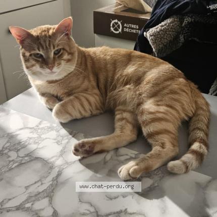 Photo 1/2 Simba Chat lost in Niort