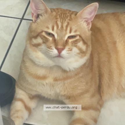 Photo 2/2 Simba Chat lost in Niort