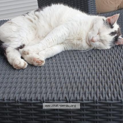 Photo 1/1 Prince Chat lost in Aigremont