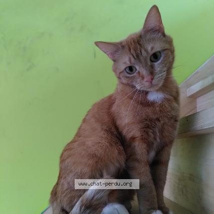 Foto van vermiste kat in Laeken Bruxelles