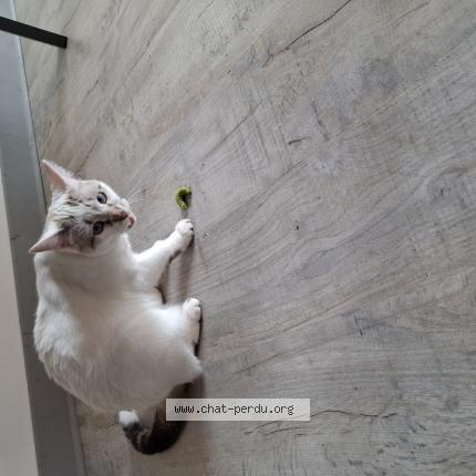 Photo 1/1 Maess Chat lost in Saint lunaire