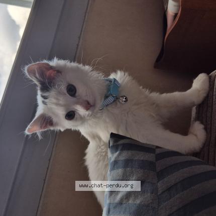 Photo 1/1 Mizuki Chat lost in Amelie les bains palalda