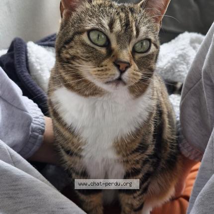 Photo 1/1 Sheetah Chat lost in Anglet