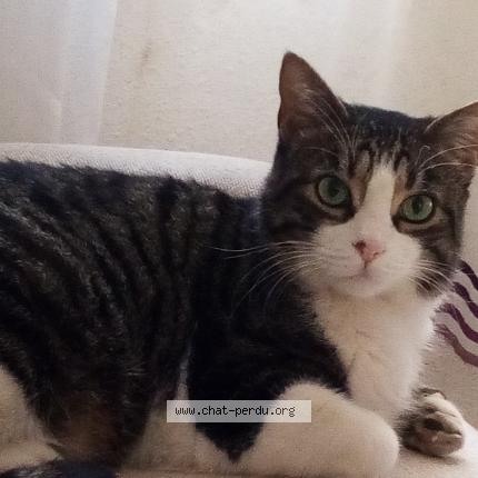 Photo 1/1 Tiking Chat lost in Nice