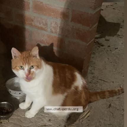 Photo 1/1 Jacko Chat lost in La verrie