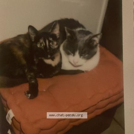 Photo 1/1 Wanda Chat lost in Warluis