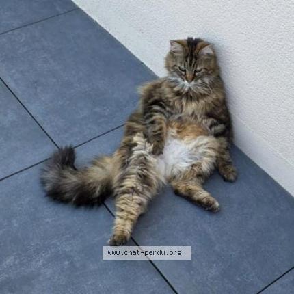 Photo 1/1 Samba Chat lost in Mesanger