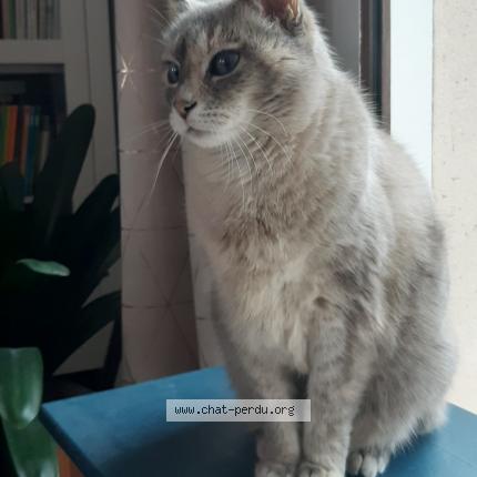 Photo 1/1 Plume Chat lost in Les salelles