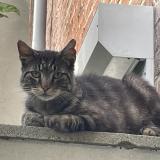 Picture of cat found at Ixelles