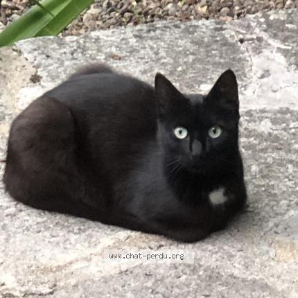 Photo 1/1 Found cat Found in Ploubazlanec