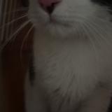 Picture of cat found at Amiens