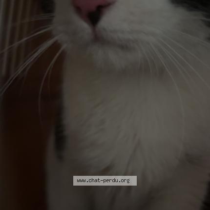 Photo 1/3 Found cat Found in Amiens