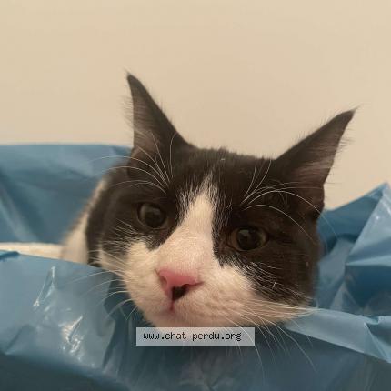 Photo 3/3 Found cat Found in Amiens