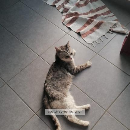 Photo 1/1 Prince Chat lost in Grossoeuvre