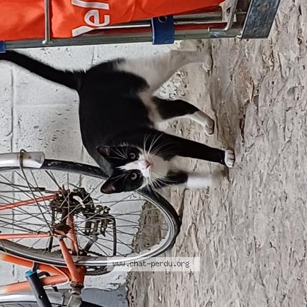 Photo 1/1 Cat reunited Found in Lille