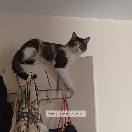 Photo 1/1 Ruby Chat lost in Paris