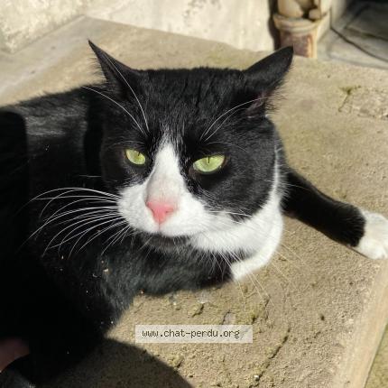 Photo 1/1 Pistache Chat lost in Saint mande